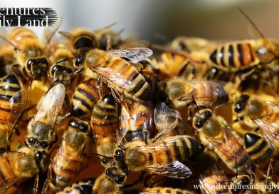 New Zealand’s Giant Beehive – Inside the beehive of Kerikeri’s Honey Bees