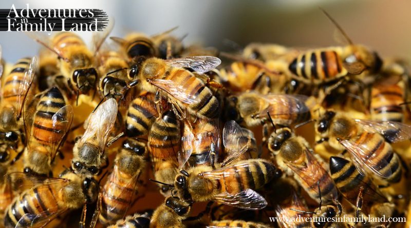 New Zealand’s Giant Beehive – Inside the beehive of Kerikeri’s Honey Bees